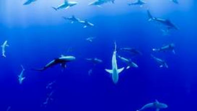 Imagen de Vivir o mar - 5