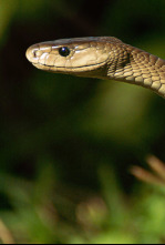 Imagen de Especial Serpientes de Leyenda  - 6