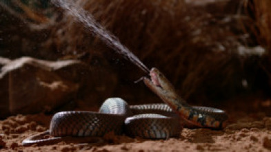 Imagen de Serpientes: anatomía del veneno - 5