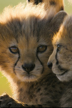 Imagen de Guepardos en primer plano con Bertie Gregory - 5