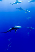 Imagen de Conde & Fonde (T2): Animals consentits - 4