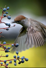 Imagen de Belleza y seducción...: El poder de la atracción - 4