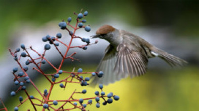 Imagen de Belleza y seducción...: Los lazos invisibles de la seducción - 5