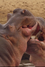 Imagen de Cuentos de Zambia: Chilema y su hermano - 12