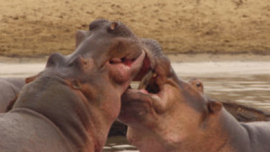 Imagen de Cuentos de Zambia: Chilema y su hermano - 14