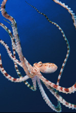 Imagen de Los secretos de los...: Mentes maestras - 5