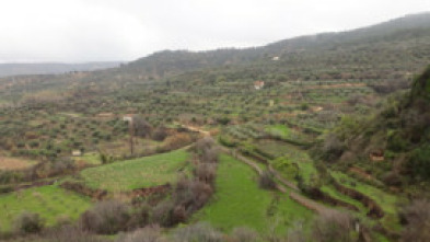 Imagen de El escarabajo verde  - 6