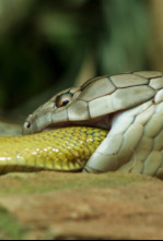 Imagen de La naturaleza más extraña: Tragado vivo - 4