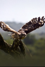 Imagen de La naturaleza más extraña: Tragado vivo - 4