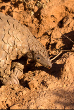 Imagen de La naturaleza más extraña: Monstruos subterráneos - 4