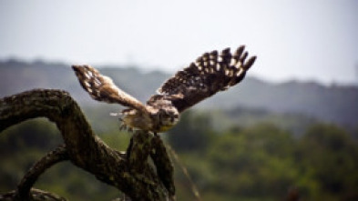 Imagen de La naturaleza más extraña  - 5