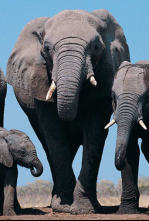 Imagen de Zambia salvaje: Pesos pesados de la naturaleza - 6