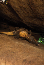 Imagen de Cocodrilos en las cuevas de Gabón - 6