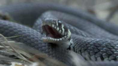 Imagen de Biebzra - el Amazonas europeo - 14