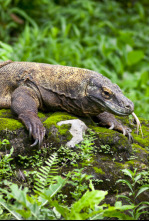 Imagen de Dragones de Komodo - 11