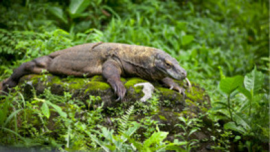 Imagen de Dragones de Komodo - 12