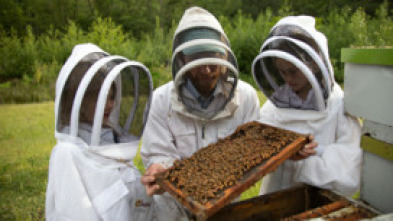 Imagen de Los secretos de las...: Los polinizadores - 6