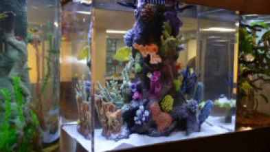 Imagen de Acuarios XXL: Fish Flop Hip-Hop - 5