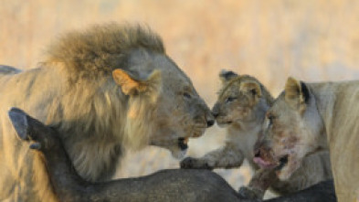 Imagen de Los leones mandan - 7