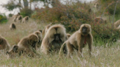 Imagen de Pandillas salvajes - 14