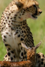 Imagen de Genios salvajes de África - 4