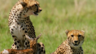 Imagen de Genios salvajes de África - 5