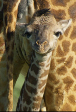 Imagen de Mara: el renacer de la...: El despertar - 10