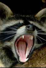 Imagen de Bandidos enmascarados - 6