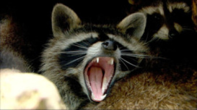 Imagen de Bandidos enmascarados - 7