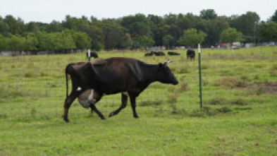 Imagen de Especial Critter Fixers: Veterinarios rurales  - 5