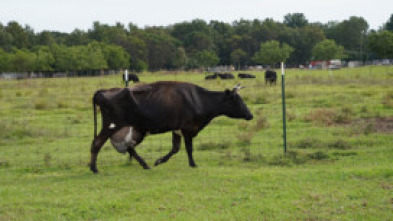 Imagen de Especial Critter...: Visitas a domicilio - 5