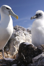 Imagen de Animales...: Engaño - 5