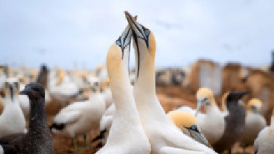 Imagen de El gran festín del océano - 15