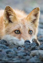 Imagen de Los segundones - 6