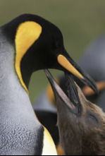 Imagen de Wild Chile: Los extremos de la Tierra - 6