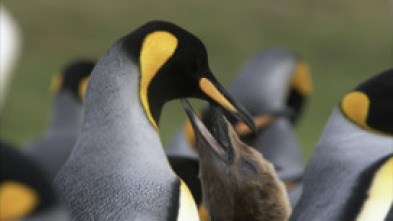 Imagen de Wild Chile: La vida sin agua - 12