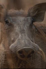 Imagen de Supervivientes de la...: Apetitos animales - 13