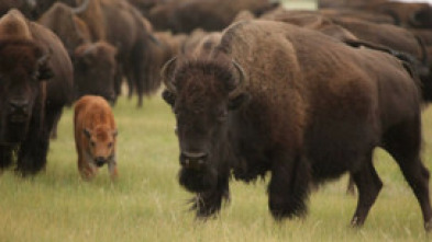 Imagen de Superdepredadores de América - 7