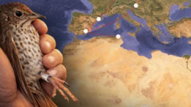 Imagen de Proyecto zorzal en cataluña - 5