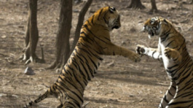 Imagen de El legado de la reina tigre - 7