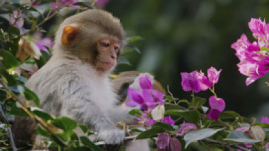 Imagen de China: antiguo reino animal - 5