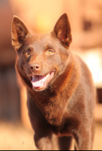 Imagen de Red Dog - 4