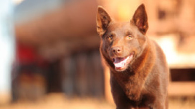 Imagen de Red Dog - 5