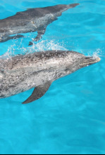 Imagen de Buceando con delfines - 4