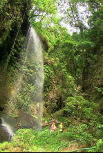 Imagen de El escarabajo verde  - 6