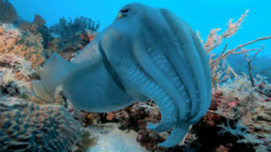 Imagen de Into the blue: Raja Ampat - 15