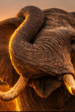 Imagen de Human & wildlife conflict Ep.2 Cuando la naturaleza se desborda - 4