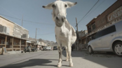 Imagen de Lo mejor de Animales de Estados Unidos  - 10