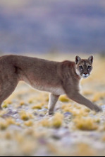 Imagen de Wild Argentina: La costa letal - 6