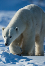 Imagen de Los más letales de Alaska: El reino de la ballena asesina - 5
